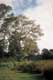 arbres / Afrique, Kenya