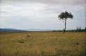 Marabou serengeti