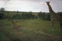 Girafe et son petit Masai Mara / Afrique, Kenya