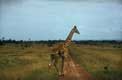 Girafe traversant la piste masai mara
