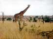 girafe / Afrique, Kenya
