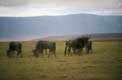 Gnous cratère du Ngorongoro