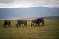 Gnous crat�re du Ngorongoro / Afrique, Kenya