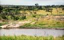 Animaux derrière la rivière / Afrique, Kenya