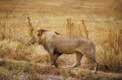 lion � Gorongoro krater / Afrique, Kenya