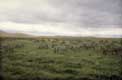 Zebres crat�re du Ngorongoro / Afrique, Kenya