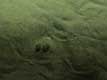 Carrelet cach sous le sable