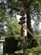 arbre d�cor� / France, Landes, Marqu�ze