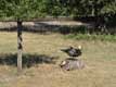 canard noir / France, Landes, Marqu�ze