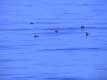 Canards sur lac bleu