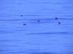 canards sur lac bleu