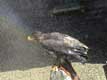 Aigle p�cheur mouill� / France, Pyr�n�es Orientales, Valmy