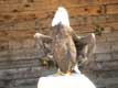 Aigle Pygargue à tête blanche ailes ouvertes