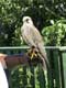 Faucon crecerelle / France, Pyr�n�es Orientales, Valmy