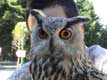 Hibou Grand Duc