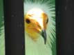 T�te de Percnopt�re d'Egypte