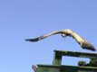 Vautour en vol