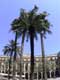Majestueux palmiers sur la Plaza Real / Espagne, Barcelone
