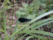 insecte bleu brillant aux ailes noires / France, Bretagne