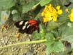 Papillon rouge, jaune et noir