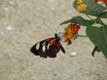 papillon noir rouge et banc pos sur fleur