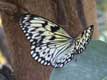 papillon aux ailes sti�es de blanc et de noir