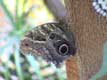 Gros papillon aux yeux dessinés sur les ailes / France, Languedoc Roussillon, Elne
