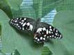 Papillon noir aux tâches blanches / France, Languedoc Roussillon, Elne