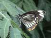 papillon aux ailes noires et blanches bord�es de points orange