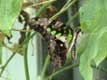 Papillon noir aux tâches vertes / France, Languedoc Roussillon, Elne