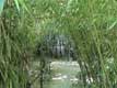 for�t de bambous / France, Pyr�n�es Orientales, Elne