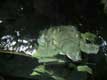 Tortue � coup de serpent Trionyx 002 / France, Bretagne, Vannes