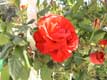 Roses rouges / France, Languedoc Roussillon, Cerdagne, Odeillo