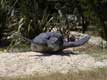 tortue / France, Pyr�n�es Orientales, Sorede