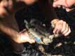 male tortue : ventre creux, longue queue / France, Pyr�n�es Orientales, Sorede