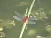 Libellule rouge