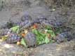 Tortues bord�es / France, Pyr�n�es Orientales, Sorede