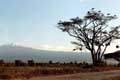Cigognes sur l'arbre devant le Kilimanjaro / Afrique, Kenya