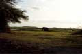 �l�phant d'afrique / Afrique, Kenya