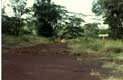 Gazelles sur private road / Afrique, Kenya