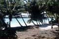 Cocotiers sur la plage / Nouvelle Calédonie, Ile des Pins