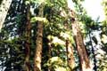 C'est le meilleur monument dÃ©dia Ã  l'amour des arbres que l'on peut trouver dans toutes les forÃªts du monde (John Muir) / USA, Muir Woods National Monument