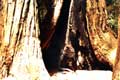 énorme pied calciné d'un sequoia / USA, Muir Woods National Monument
