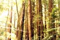 Les sequoia peuvent atteindre 110 metres de haut / USA, Muir Woods National Monument