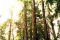 Les sequoia vivent entre 400 et 800 ans et les plus vieux ont 2200 ans / USA, Muir Woods National Monument