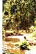v�g�tation luxuriante dans le parc recevant 1 metre d'eau par an / USA, Muir Woods National Monument