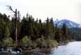 Arbre mort dans la forêt en bord de rivière / USA, South Lake Tahoe