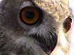 Gros plan sur Hibou Grand Duc