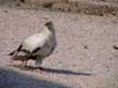 Le percnoptère ou petit vautour blanc vit en Afrique, Kenya, Ethiopie, Serengheti et Tanzanie