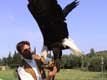 Le Pygargue � t�te blanche est l'embl�me des USA / France, Pyr�n�es Orientales, Valmy